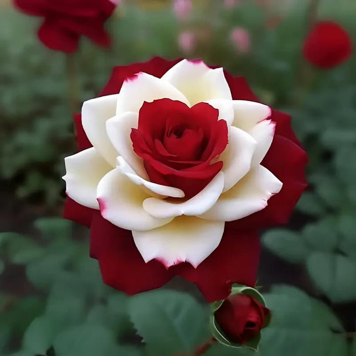 🌹 200/1000 vnt. Retų dvynių raudonų ir baltų rožių sėklų - Ryškūs sodo žiedai-LT