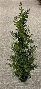 36" Potted Boxwood Tree - Green