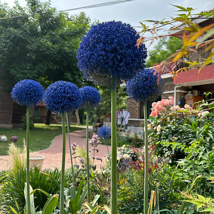 Allium Giganteum dekoratyvinis svogūnų žiedas-LT