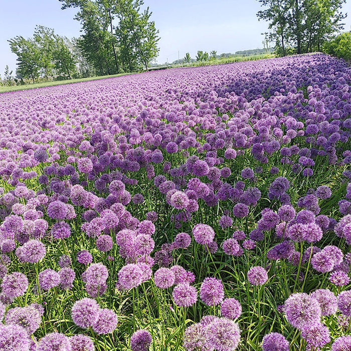Allium Giganteum dekoratyvinis svogūnų žiedas-LT