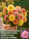 【Base Direct Sales】Four Seasons Blooming Double Dahlia Bulbs-LT
