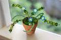 Mini / Blue Plumeria