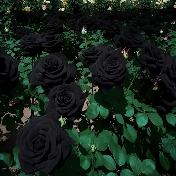 Σπόροι Black Knight Velvet Rose🖤-GR