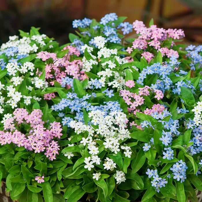 „Blue Memory Forget-Me-Not“ sėklos – patikrintos kokybės sodo žiedai 🌿💙-LT