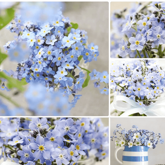 „Blue Memory Forget-Me-Not“ sėklos – patikrintos kokybės sodo žiedai 🌿💙-LT