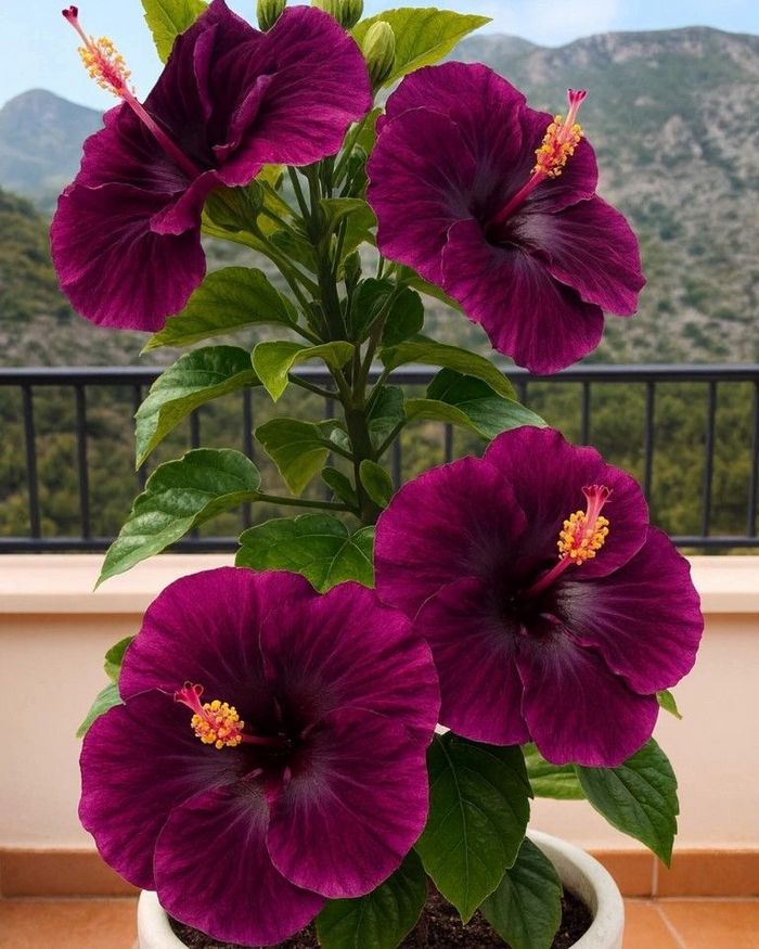 Bulbos de hibisco raros: para maceta, balcón o plantación de invierno.-ES