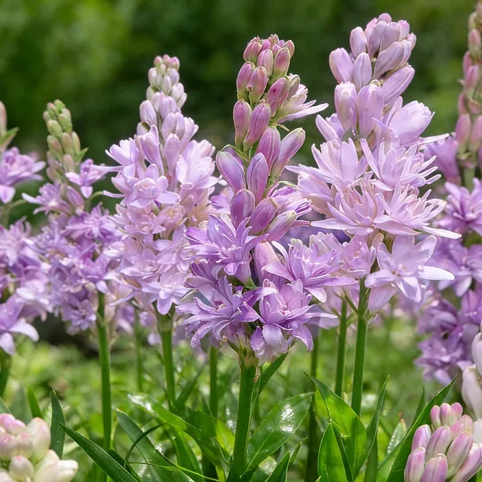 🌺Čebuljice tuberoze z dvojnim vonjem – cvet luninega vrta-SI
