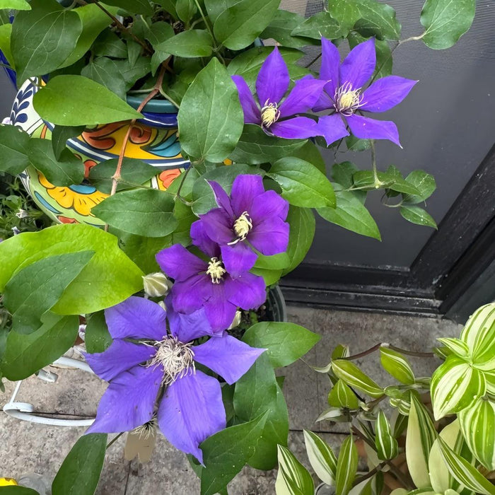 Clematis sėklos – vynmedžių karalienė-LT