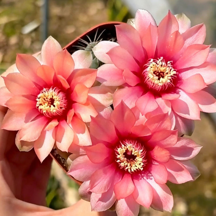 🌵 ¡Conoce a tu nuevo mejor amigo: el cactus Gymnocalycium baldianum! 💕-ES