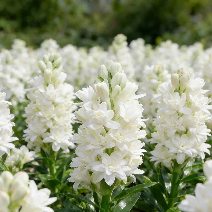 🌺Dvojito parfumované cibuľky tuberózy – kvet mesačnej záhrady-SK
