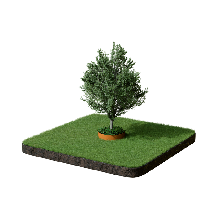 Formline Tree Ring - 150mm x 600mm