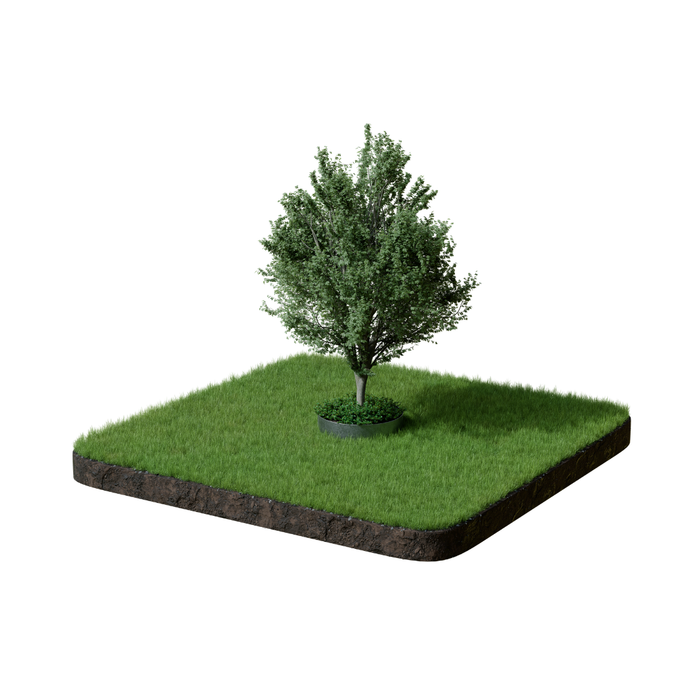Formline Tree Ring - 150mm x 600mm