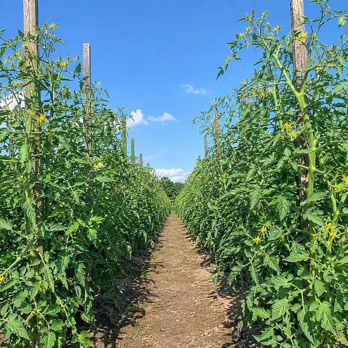 🍅 „Giant Vineman“ pomidorų sėklos – užsiauginkite didelius, skanius pomidorus namuose-LT