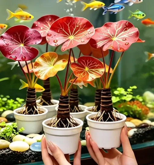 🐟Hidroponski crveni lotosov korijen🌿 Pretvorite svoj akvarij u živi vrt-HR