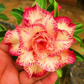 🎁Lukovice pustinjske ruže🌵Vrlo jednostavne za njegu! 🌸Lukovice Adenium Obesum-HR