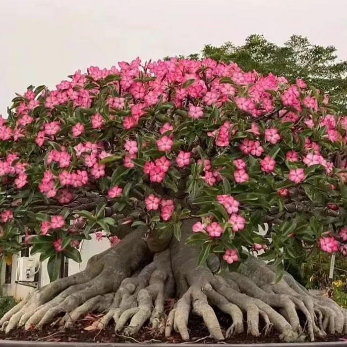 🎁Lukovice pustinjske ruže🌵Vrlo jednostavne za njegu! 🌸Lukovice Adenium Obesum-HR