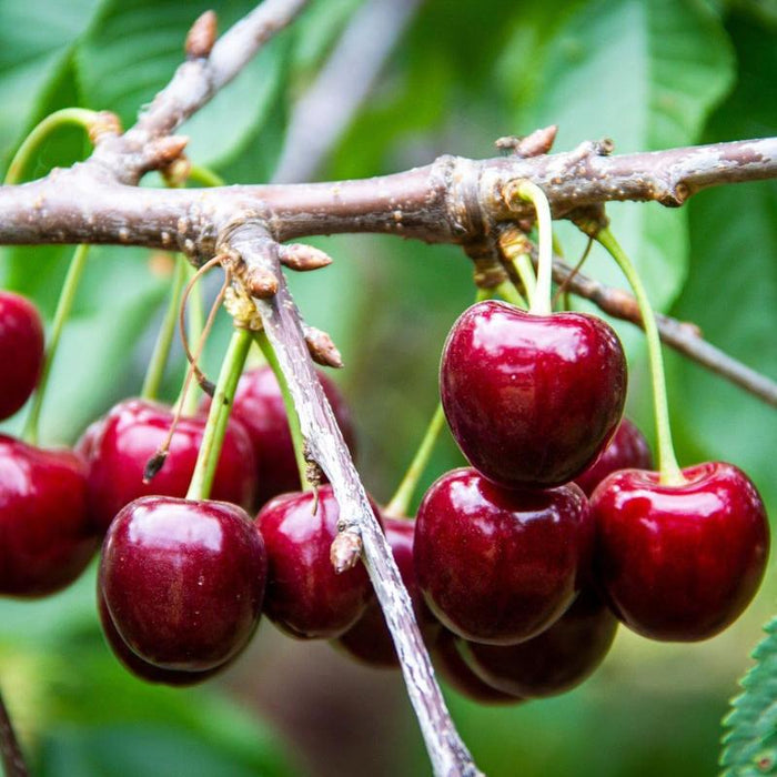 🍒 (Nova berba) Sjemenke slatke trešnje 🌿Pripremljene za visoku klijavost (99% klijavosti)-HR