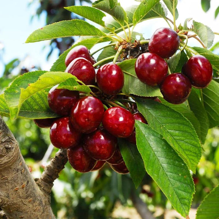 🍒 (Nova berba) Sjemenke slatke trešnje 🌿Pripremljene za visoku klijavost (99% klijavosti)-HR