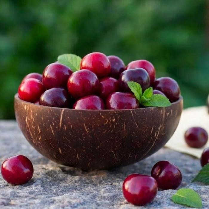 🍒 (Nova berba) Sjemenke slatke trešnje 🌿Pripremljene za visoku klijavost (99% klijavosti)-HR