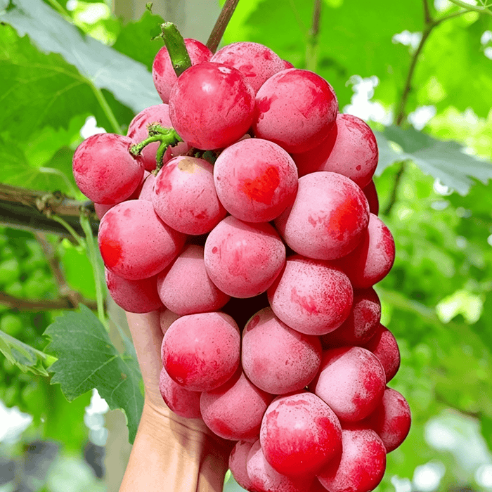 Nueva variedad limitada: semillas de uva Queen Nina para cosechas dulces y jugosas en el jardín 🍇-ES