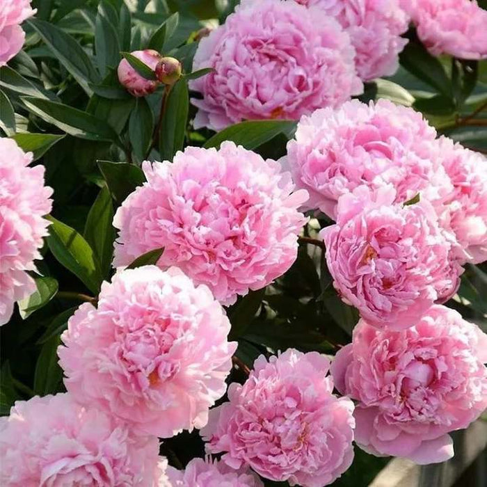 🌺Nuostabios mišrios bijūnų sėklos-LT