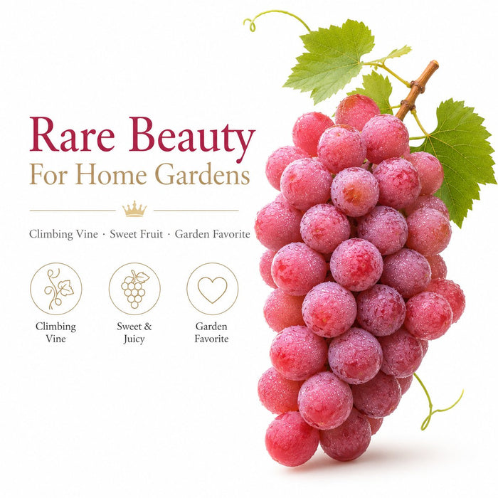 Ograničena nova sorta – sjemenke grožđa Queen Nina za slatke, sočne vrtne berbe 🍇-HR