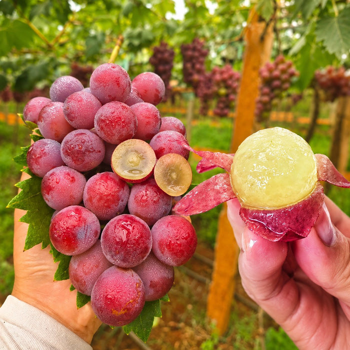 Ograničena nova sorta – sjemenke grožđa Queen Nina za slatke, sočne vrtne berbe 🍇-HR