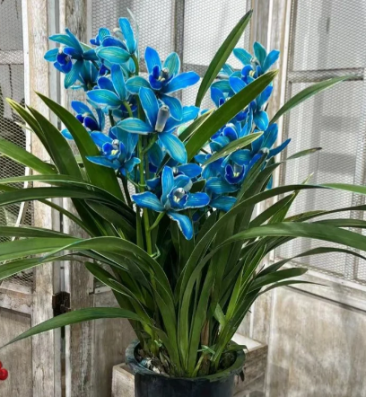 👑 Orchidėjų karalienė – ilgaamžės Cymbidium svogūnėlės-LT