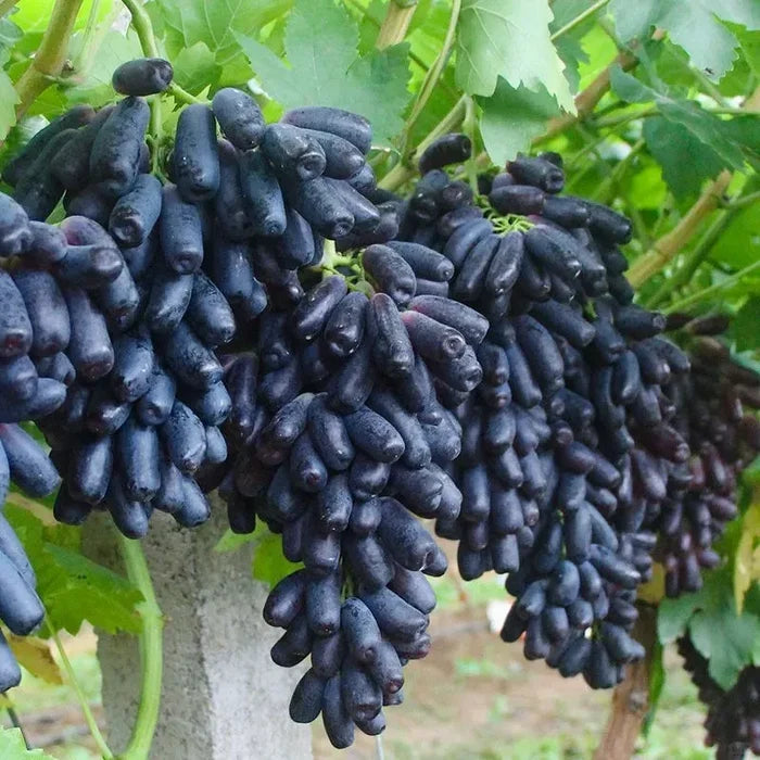 🔥 PASKUTINĖS DIENOS akcija – 30 % NUOLAIDA 💜 Saldžioji safyro vynuogė (retos pirštinės vynuogės) 🍇-LT