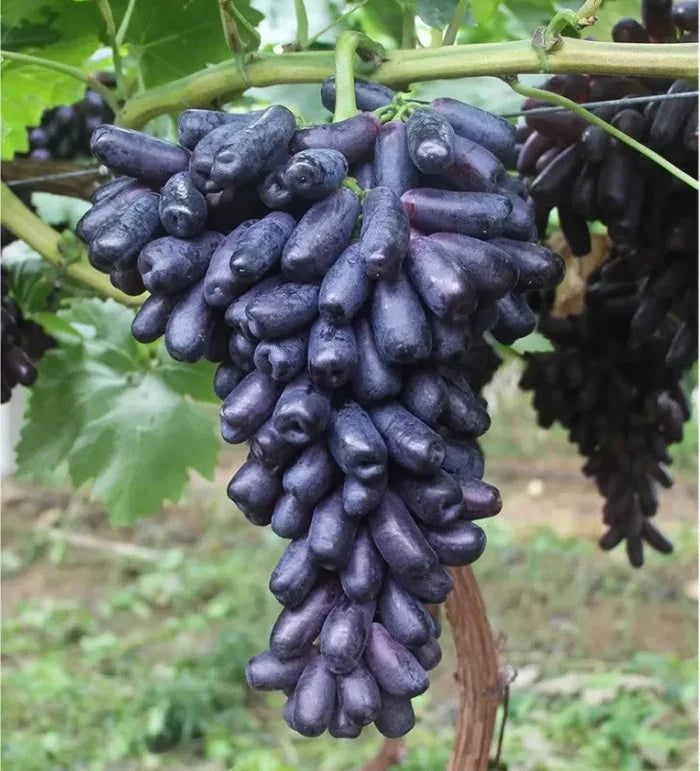 🔥 PASKUTINĖS DIENOS akcija – 30 % NUOLAIDA 💜 Saldžioji safyro vynuogė (retos pirštinės vynuogės) 🍇-LT