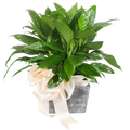 Peace Lily Plant, Stems at the Palatine - RSVP Style