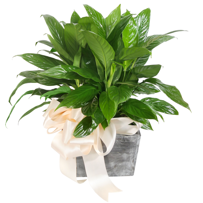 Peace Lily Plant, Stems at the Palatine - RSVP Style