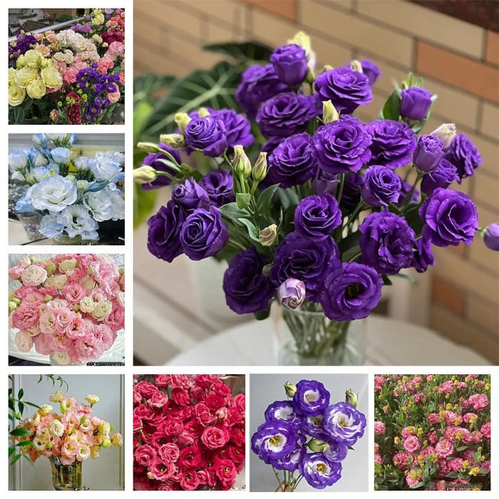 🔥Pēdējā izpārdošanas diena💝Eustoma Thornless Rose💐Lisianthus sēklas-LV