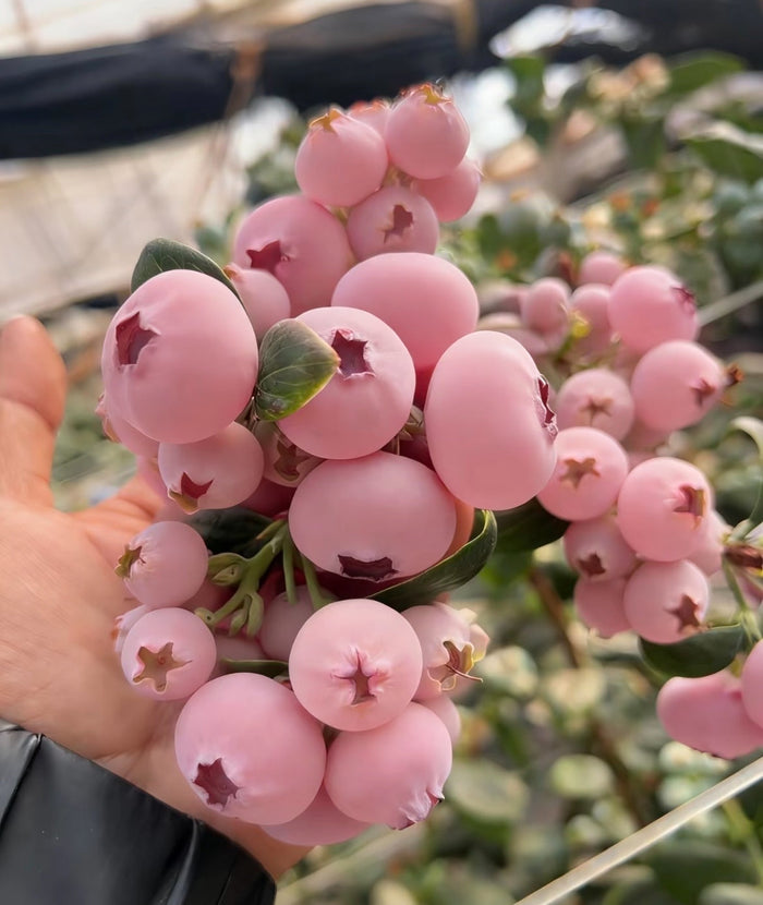 Σπόροι Pink Bliss Blueberry – Διπλή Γλυκύτητα--GR