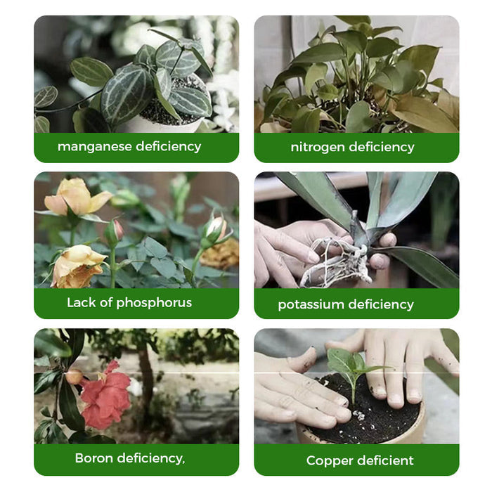 🌱Polvo potenciador de floración | ¡Crecimiento rápido de las raíces + flores más grandes!🌸-ES