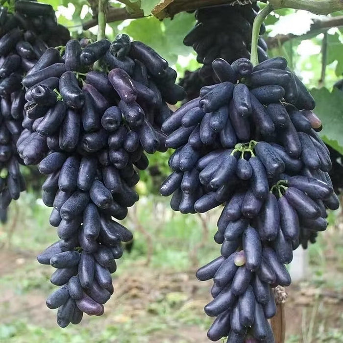 🔥 POSLEDNÝ DEŇ AKCIA 30% ZĽAVA 💜 Sladké zafírové hrozno (vzácne odrody hrozna) 🍇-SK