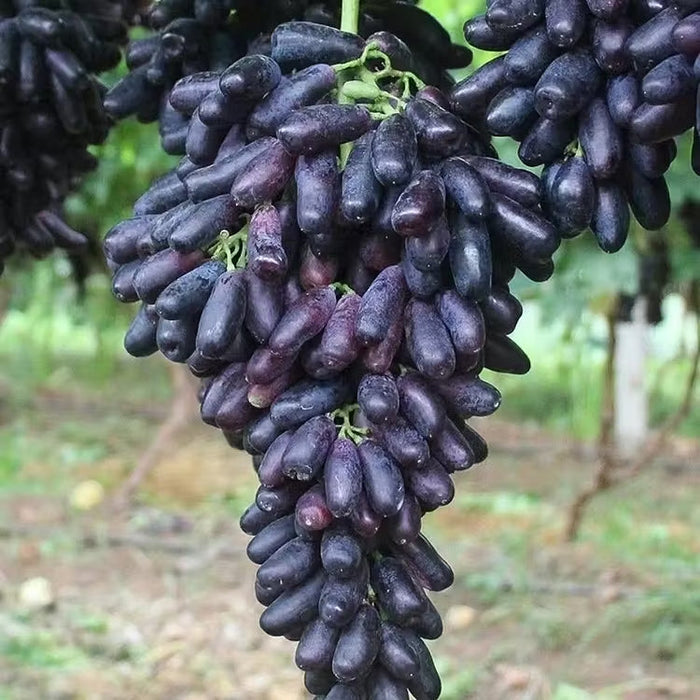 🔥 POSLEDNÝ DEŇ AKCIA 30% ZĽAVA 💜 Sladké zafírové hrozno (vzácne odrody hrozna) 🍇-SK