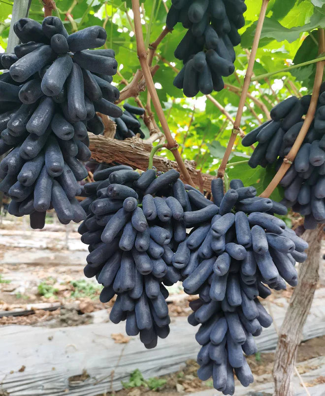 🔥 PROMOCIJA ZADNJEG DANA 30% POPUSTA 💜 Slatko safirno grožđe (rijetko grožđe za prste) 🍇-HR