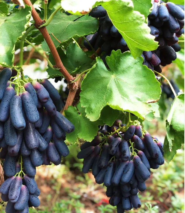 🔥 PROMOCIJA ZADNJEG DANA 30% POPUSTA 💜 Slatko safirno grožđe (rijetko grožđe za prste) 🍇-HR