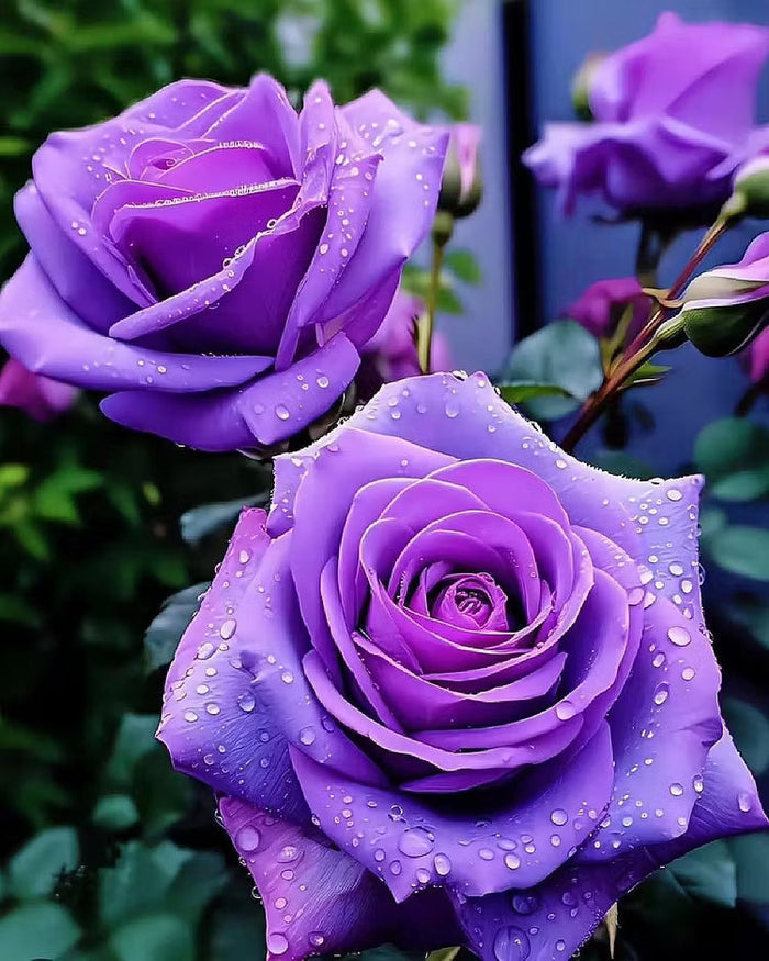 🟣 Retas augalas su tamsiai violetine rože – gyvas daugiametis krūmas-LT