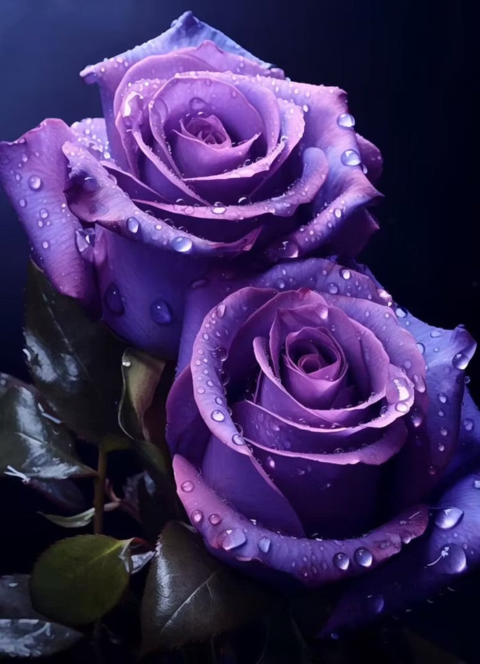 🟣 Retas augalas su tamsiai violetine rože – gyvas daugiametis krūmas-LT