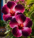 Reti hibiskų svogūnėliai – vazonuose, balkonuose, žiemą-LT