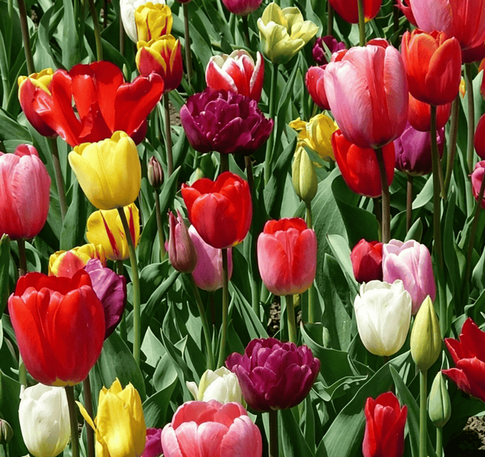 🌷Retos tulpių sėklos – spalvingi pavasario žiedai vazonams, apvadams ir sodams-LT