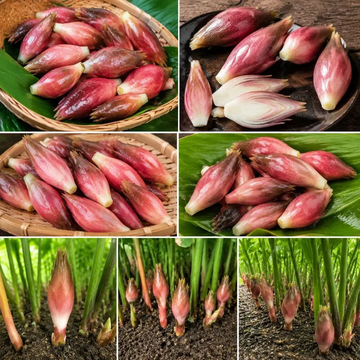🌱 Semillas de Myogi | Fáciles de cultivar • Sabor intenso • Deliciosas-ES
