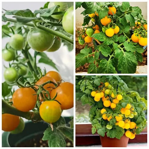🍅🍅Semillas de tomates enanos en macetas-ES