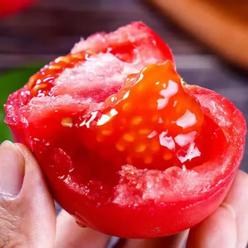 🍅🍅Semillas de tomates enanos en macetas-ES