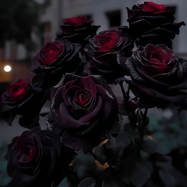 SEMILLAS RARAS DE ROSAS NEGRAS Y ROJAS-ES