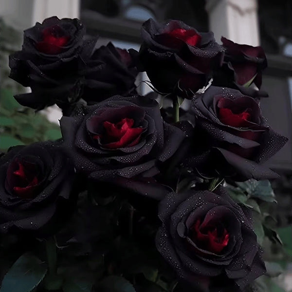 SEMILLAS RARAS DE ROSAS NEGRAS Y ROJAS-ES