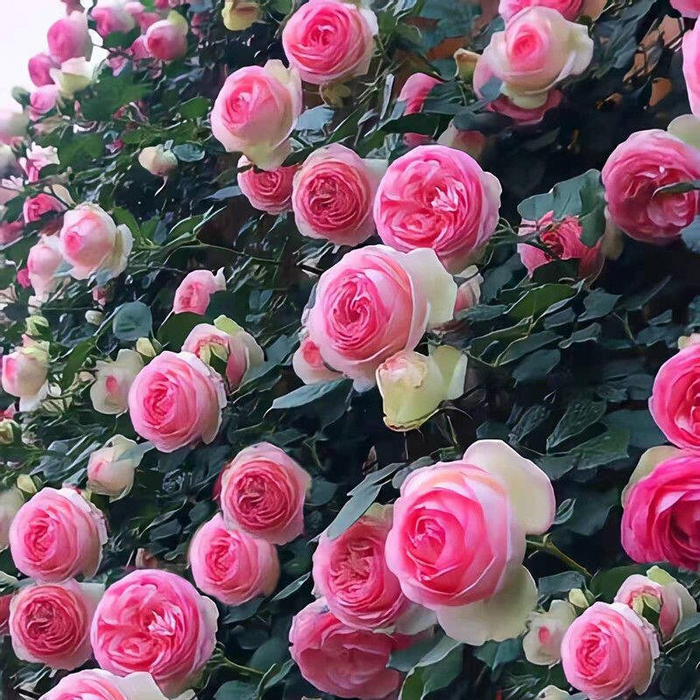 Sjeme ruže penjačice🌹-HR