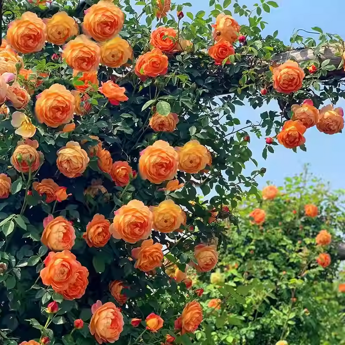 Sjeme ruže penjačice🌹-HR